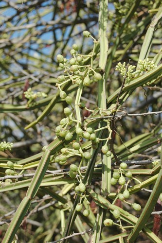 Cissus quadrangularis var. pubescens