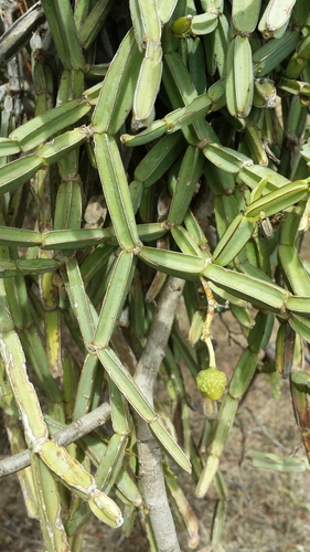 Cissus quadrangularis var. pubescens — photo