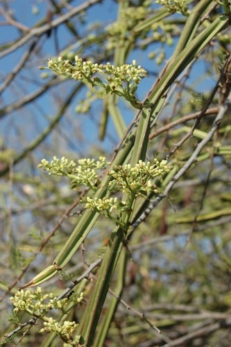 Cissus quadrangularis (Edible stemmed vine) — photo