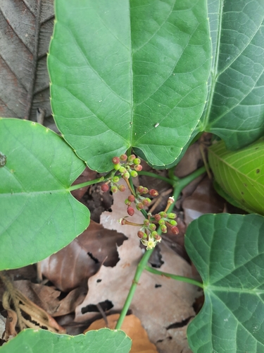 Cissus repanda (Gendal) — photo
