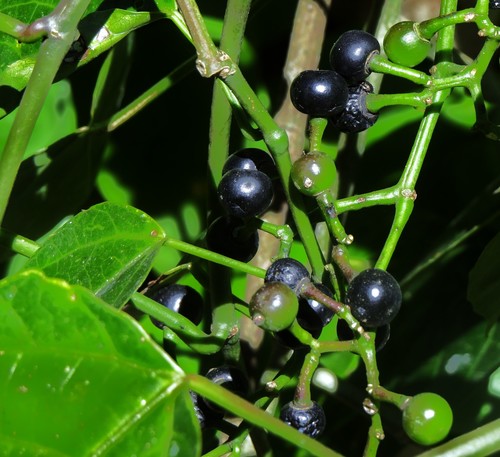 Cissus repens (Native grape) — photo