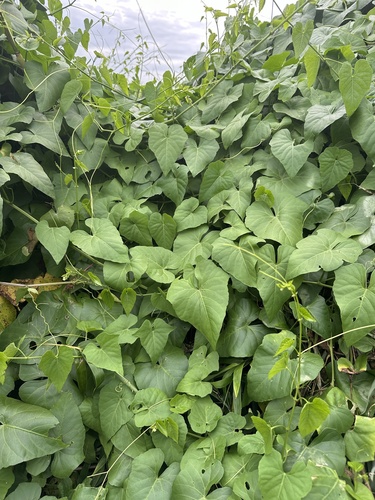 Cissus repens