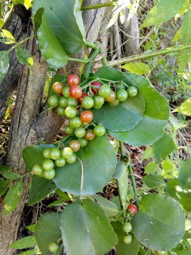 Cissus rotundifolia (Arabian wax cissus) — photo
