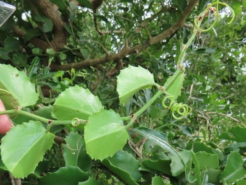 Cissus rotundifolia (Arabian wax cissus) — photo