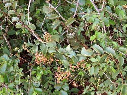 Cissus rotundifolia