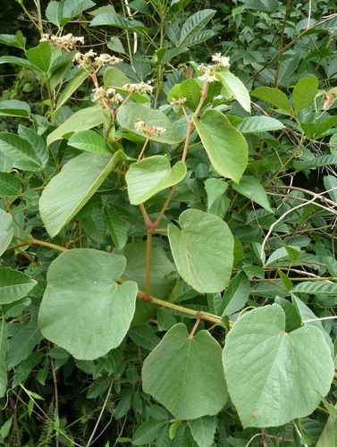 Cissus rubiginosa — photo