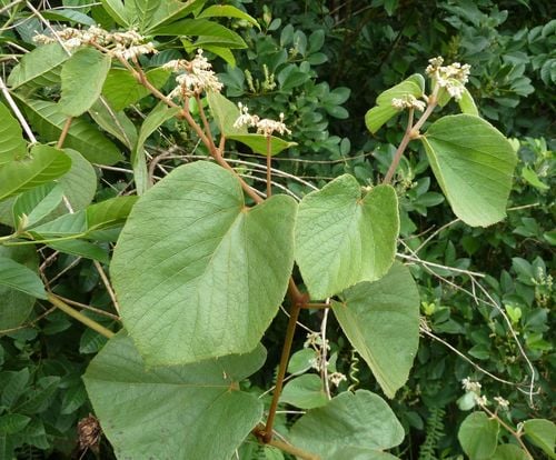 Cissus rubiginosa
