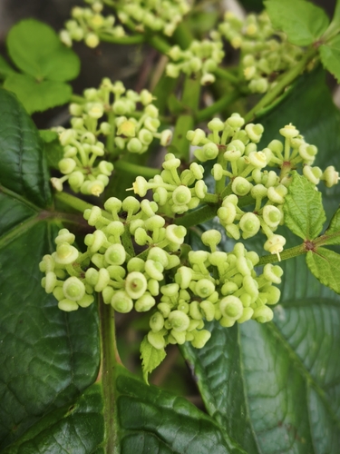 Cissus sulcicaulis (Condurango) — photo