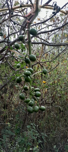 Cissus sulcicaulis (Condurango) — photo