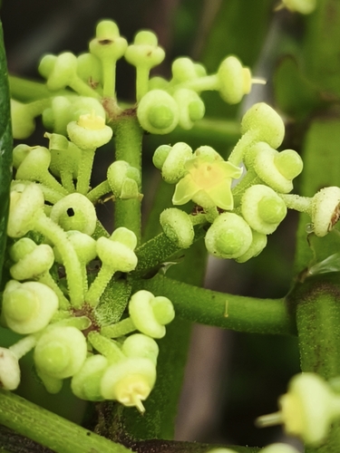 Cissus sulcicaulis