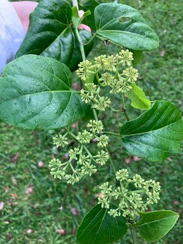 Cissus verticillata