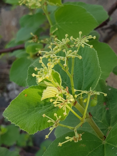 Cissus vitiginea — photo