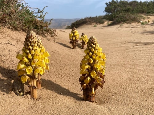 Orobanchaceae