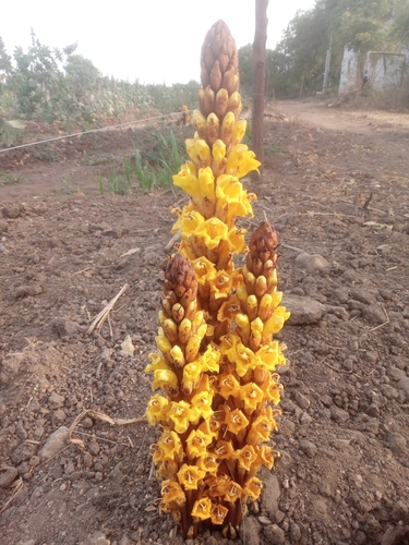 Cistanche tubulosa (Dhunun) — photo