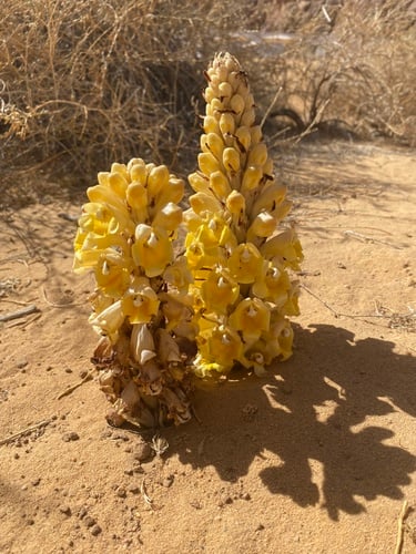 Cistanche tubulosa