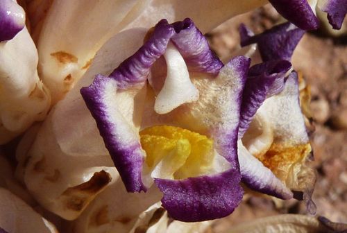 Cistanche violacea (Violet cistanche) — photo