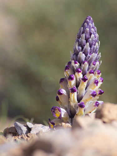Cistanche violacea (Violet cistanche) — photo