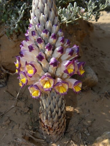Cistanche violacea