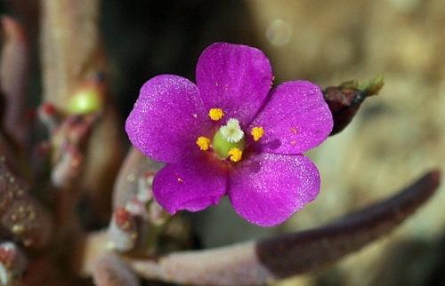 Cistanthe maritima (Seaside cistanthe) — photo