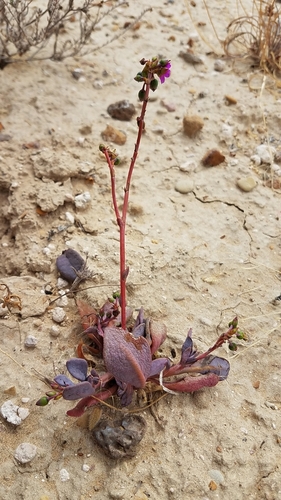 Cistanthe maritima (Seaside cistanthe) — photo