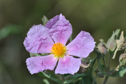 Cistus albidus (Mexican origanum) — photo