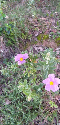 Cistus albidus (Mexican origanum) — photo