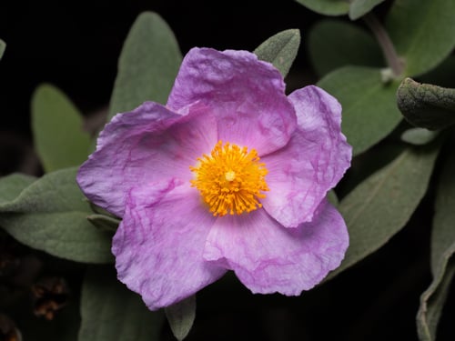 Cistaceae