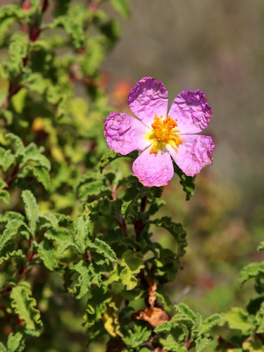 Cistus creticus