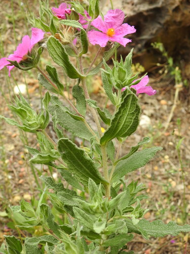 Cistus crispus — photo