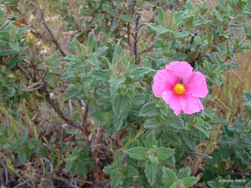 Cistus crispus