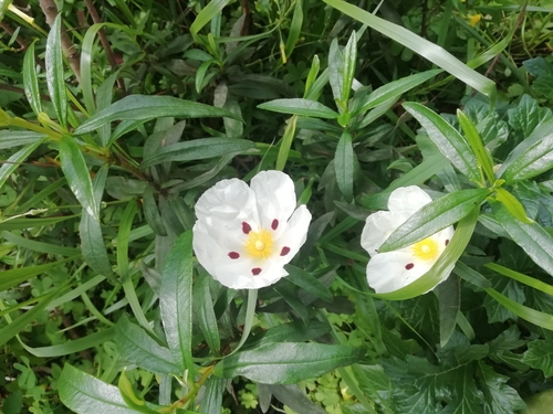 Cistus ladanifer (Common Gum Cistus) — photo