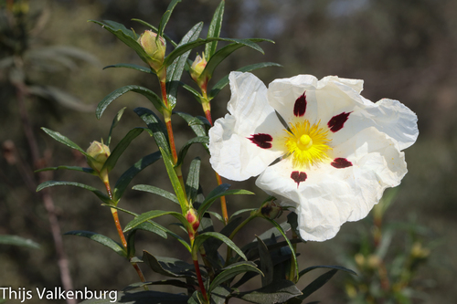Cistus ladanifer (Common Gum Cistus) — photo