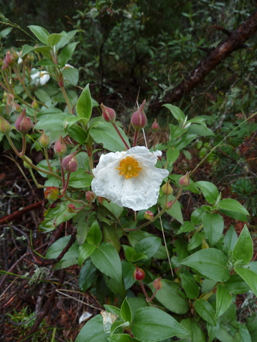 Cistus laurifolius