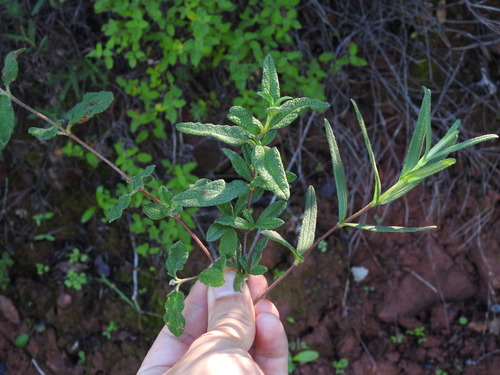 Cistus monspeliensis (Montpellier cistus) — photo
