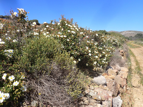 Cistus salviifolius (Mexican origanum) — photo