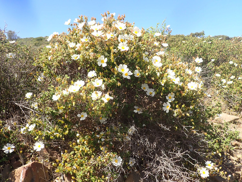 Cistus salviifolius (Mexican origanum) — photo