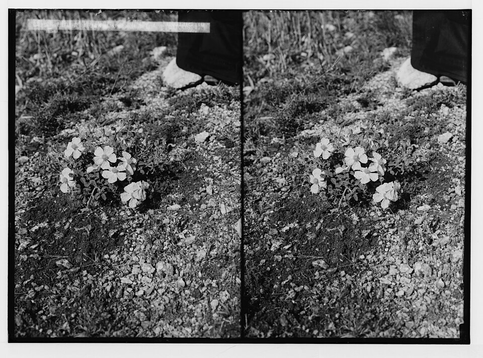 Cistus villosus (Shaggy rock-rose) — photo