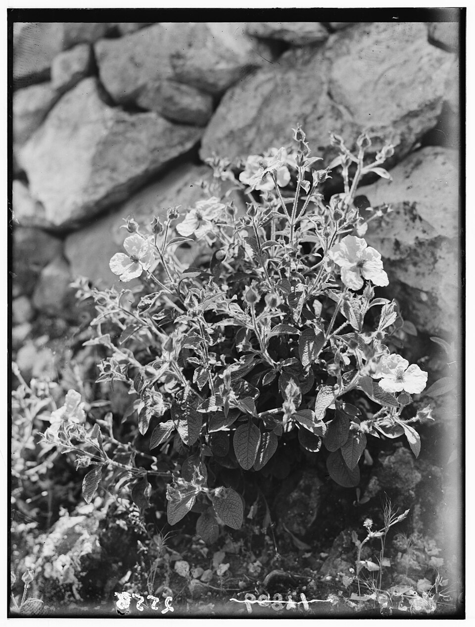 Cistus villosus