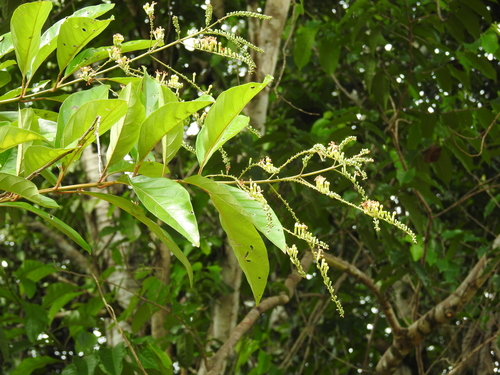 Citharexylum macrophyllum (Bigleaf fiddlewood) — photo