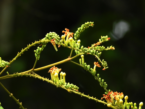 Citharexylum macrophyllum (Bigleaf fiddlewood) — photo