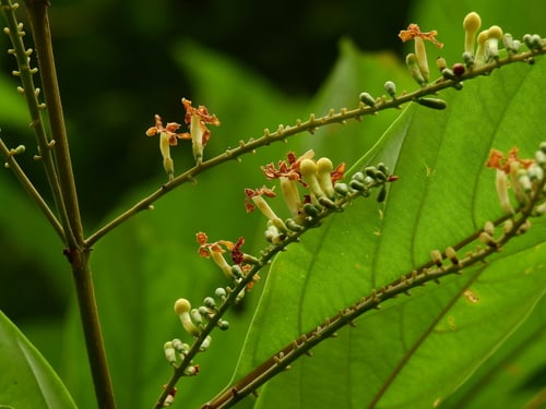 Citharexylum macrophyllum