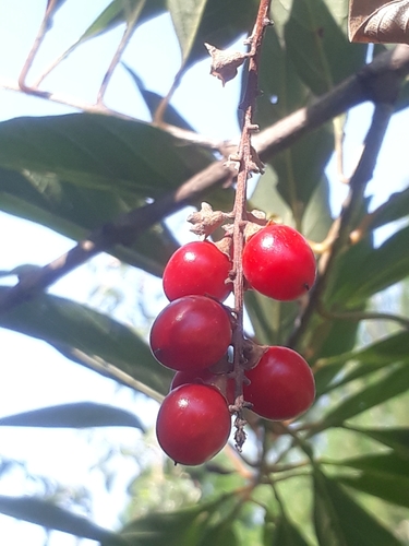 Citharexylum montevidense — photo