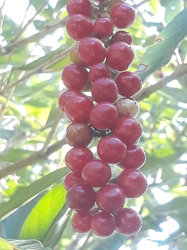 Citharexylum montevidense