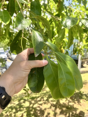 Citharexylum spinosum (Spiny fiddlewood tree) — photo