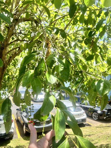 Citharexylum spinosum (Spiny fiddlewood tree) — photo