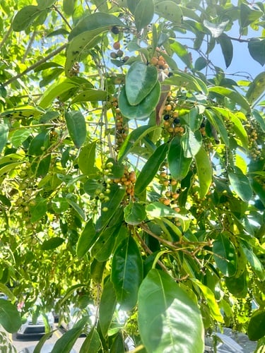 Citharexylum spinosum