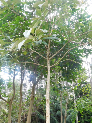 Citharexylum subflavescens (Subyellowish fiddlewood) — photo