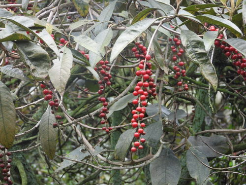 Citharexylum subflavescens (Subyellowish fiddlewood) — photo