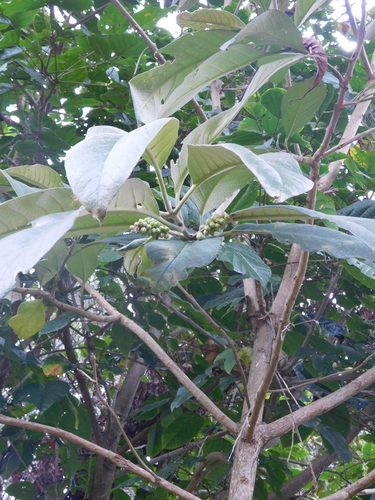 Citharexylum subflavescens
