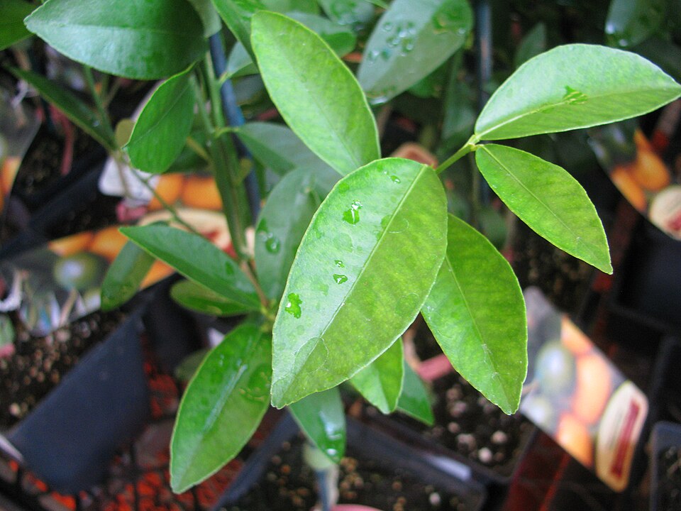Citrofortunella floridana x (Limequat) — photo